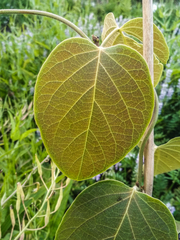 Stigmaphyllon bonariense