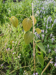 Stigmaphyllon bonariense