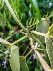 Stigmaphyllon bonariense