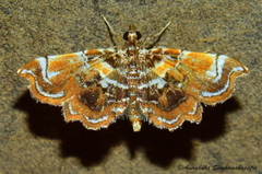 Musotima suffusalis