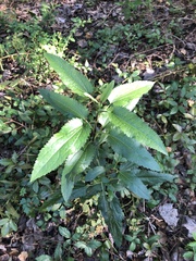 Eupatorium serotinum