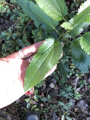 Eupatorium serotinum