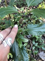 Eupatorium serotinum