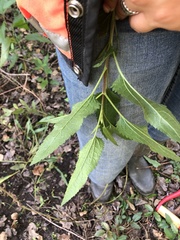 Eupatorium serotinum