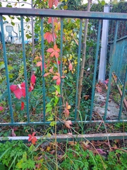 Parthenocissus inserta