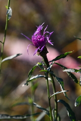 Centaurea jacea