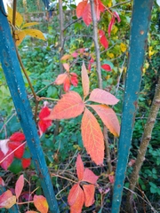 Parthenocissus inserta