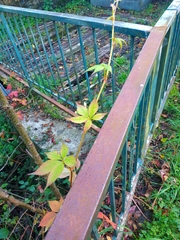 Parthenocissus inserta