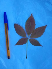 Parthenocissus inserta