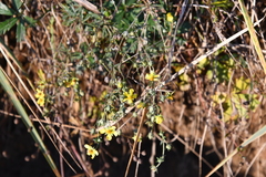 Potentilla argentea