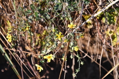 Potentilla argentea