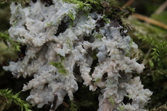 Gloiothele lactescens