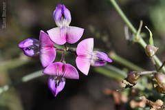 Dolichos hastiformis