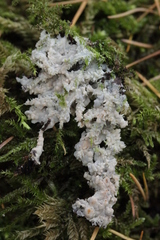 Gloiothele lactescens