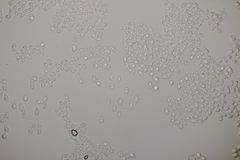 Gloiothele lactescens