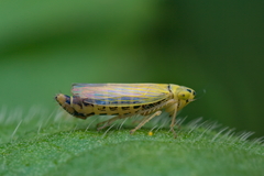 Cicadula
