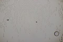 Gloiothele lactescens