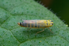 Cicadula