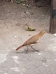 Furnarius rufus