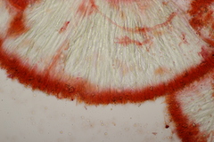 Gloiothele lactescens