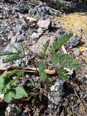Albizia kalkora