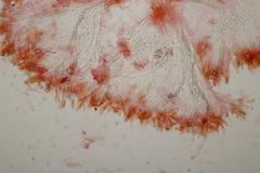 Gloiothele lactescens