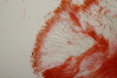 Gloiothele lactescens