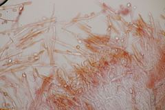 Gloiothele lactescens