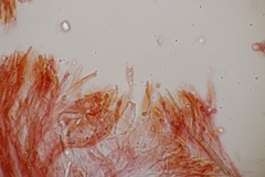 Gloiothele lactescens