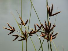 Bolboschoenus laticarpus