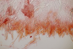 Gloiothele lactescens