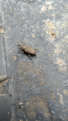 Sphenophorus rusticus
