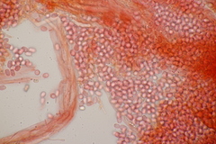 Gloiothele lactescens