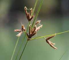 Bolboschoenus laticarpus