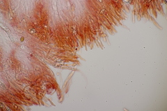 Gloiothele lactescens