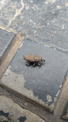 Sphenophorus rusticus