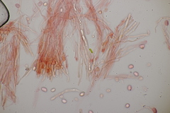 Gloiothele lactescens