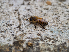 Apis mellifera