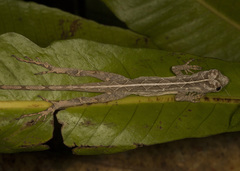 Anolis lemurinus