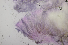 Gloiothele lactescens