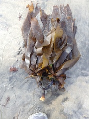 Eisenia arborea