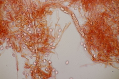 Gloiothele lactescens