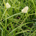 Cyperus richardii - Photo (c) Gayle Plaia, some rights reserved (CC BY-NC), uploaded by Gayle Plaia