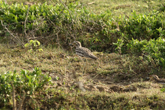 Burhinus indicus