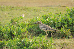 Burhinus indicus
