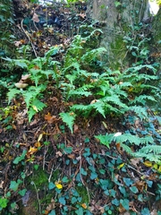 Polypodium