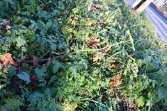 Heracleum sphondylium sibiricum
