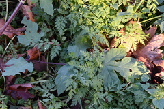 Heracleum sphondylium sibiricum