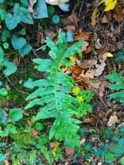Polypodium