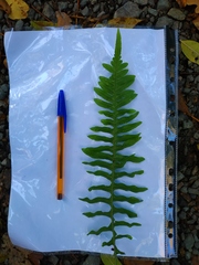 Polypodium